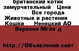 британский котик замурчательный › Цена ­ 12 000 - Все города Животные и растения » Кошки   . Ненецкий АО,Верхняя Мгла д.